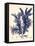 Blue Botanical Study IV-Kimberly Poloson-Framed Stretched Canvas