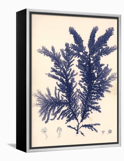 Blue Botanical Study IV-Kimberly Poloson-Framed Stretched Canvas