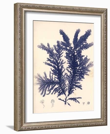 Blue Botanical Study IV-Kimberly Poloson-Framed Art Print