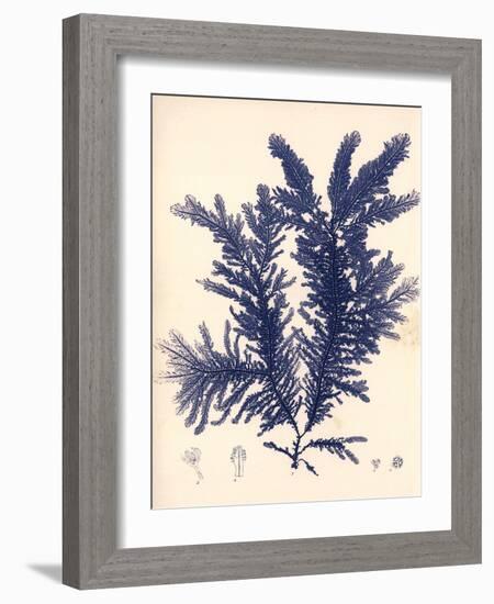 Blue Botanical Study IV-Kimberly Poloson-Framed Art Print