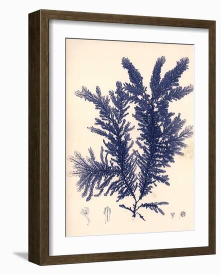 Blue Botanical Study IV-Kimberly Poloson-Framed Art Print