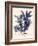 Blue Botanical Study IV-Kimberly Poloson-Framed Art Print