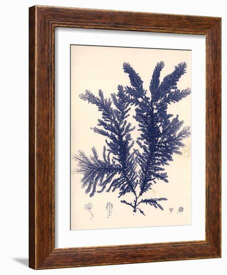 Blue Botanical Study IV-Kimberly Poloson-Framed Art Print