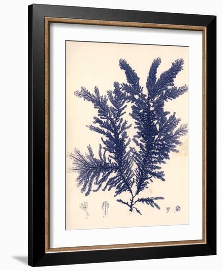 Blue Botanical Study IV-Kimberly Poloson-Framed Art Print