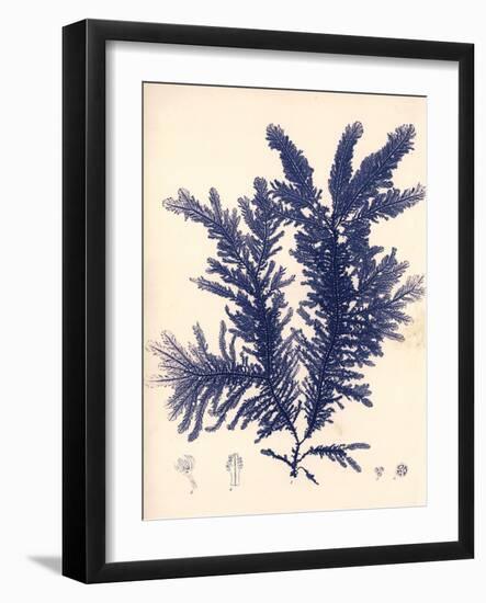 Blue Botanical Study IV-Kimberly Poloson-Framed Art Print