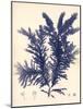Blue Botanical Study IV-Kimberly Poloson-Mounted Art Print