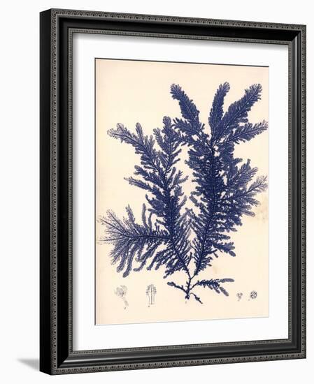 Blue Botanical Study IV-Kimberly Poloson-Framed Art Print