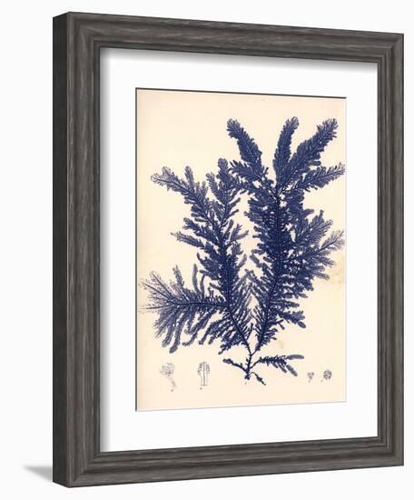 Blue Botanical Study IV-Kimberly Poloson-Framed Art Print