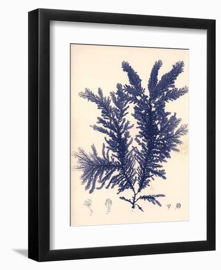 Blue Botanical Study IV-Kimberly Poloson-Framed Art Print