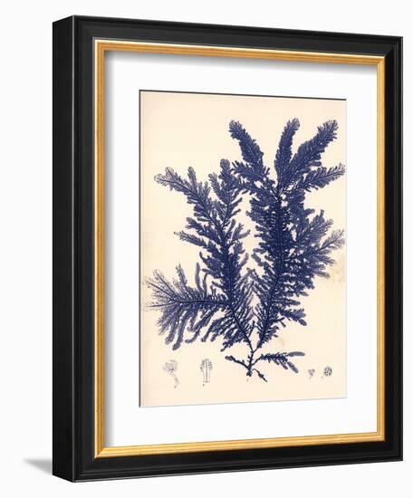 Blue Botanical Study IV-Kimberly Poloson-Framed Art Print