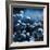 Blue Bouquet-Philippe Sainte-Laudy-Framed Photographic Print