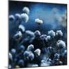 Blue Bouquet-Philippe Sainte-Laudy-Mounted Photographic Print