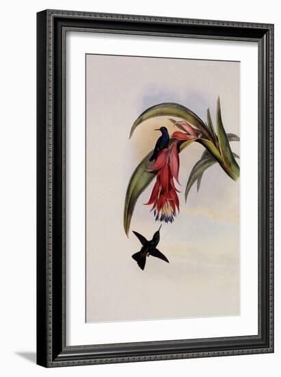 Blue-Breasted Sapphire, Eucephala Hypocyanea-John Gould-Framed Giclee Print