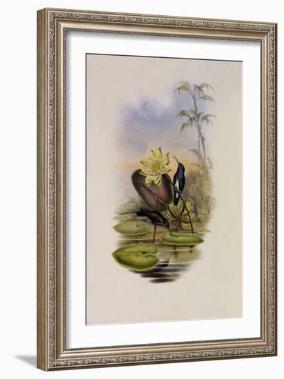 Blue-Breasted Sapphire, Hylocharis Lactea-John Gould-Framed Giclee Print