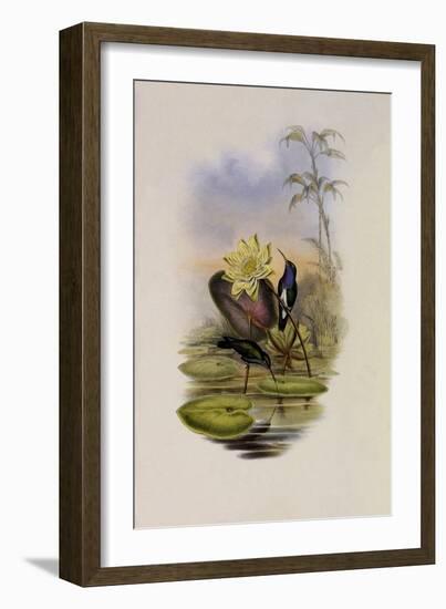 Blue-Breasted Sapphire, Hylocharis Lactea-John Gould-Framed Giclee Print