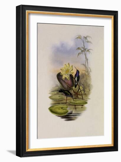 Blue-Breasted Sapphire, Hylocharis Lactea-John Gould-Framed Giclee Print