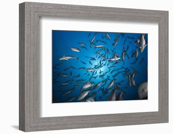 Blue-Bronze Sea Chub School (Kyphosus Analogus)-Reinhard Dirscherl-Framed Photographic Print