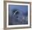 Blue Bubble Morning-Kent Mathiesen-Framed Giclee Print