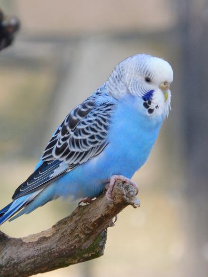 blue-budgie-bird-parrot_u-l-f8qhus0.jpg