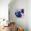 Blue Bulldog-R Berghaus-Art Print displayed on a wall