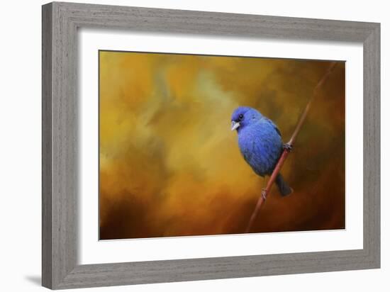 Blue Bunting in Autumn-Jai Johnson-Framed Giclee Print