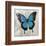 Blue Butterfly II-Alan Hopfensperger-Framed Art Print