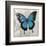 Blue Butterfly II-Alan Hopfensperger-Framed Art Print