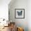 Blue Butterfly II-Alan Hopfensperger-Framed Art Print displayed on a wall