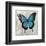 Blue Butterfly II-Alan Hopfensperger-Framed Art Print