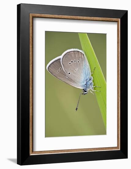 Blue Butterfly (Lycaenidae Sp) on Blade of Grass, Eastern Slovakia, Europe, June 2009-Wothe-Framed Photographic Print