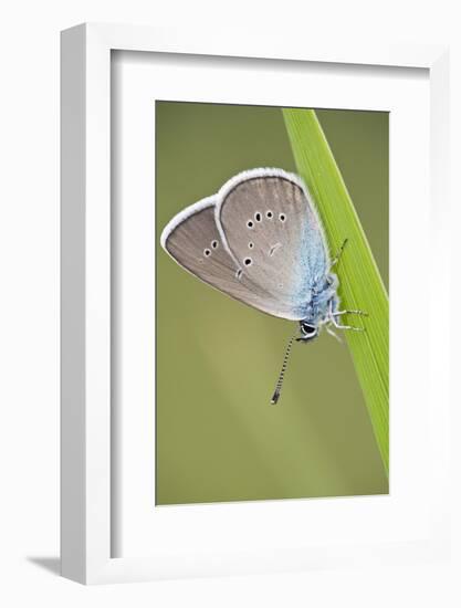 Blue Butterfly (Lycaenidae Sp) on Blade of Grass, Eastern Slovakia, Europe, June 2009-Wothe-Framed Photographic Print
