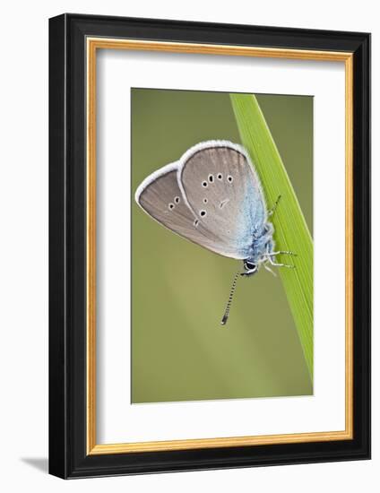 Blue Butterfly (Lycaenidae Sp) on Blade of Grass, Eastern Slovakia, Europe, June 2009-Wothe-Framed Photographic Print