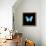 Blue Butterfly on Black-Tom Quartermaine-Framed Premier Image Canvas displayed on a wall