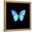 Blue Butterfly on Black-Tom Quartermaine-Framed Premier Image Canvas