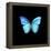 Blue Butterfly on Black-Tom Quartermaine-Framed Premier Image Canvas