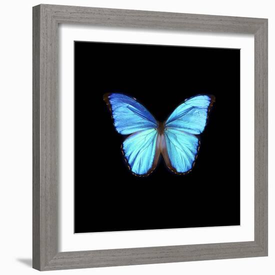 Blue Butterfly on Black-Tom Quartermaine-Framed Giclee Print