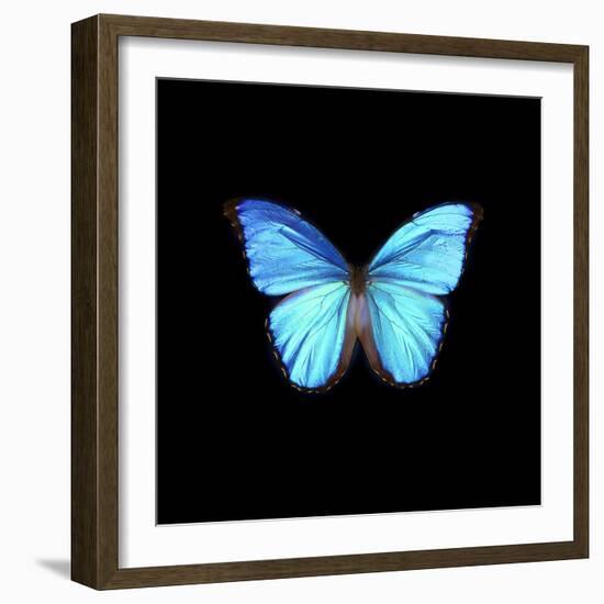 Blue Butterfly on Black-Tom Quartermaine-Framed Giclee Print