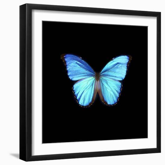 Blue Butterfly on Black-Tom Quartermaine-Framed Giclee Print