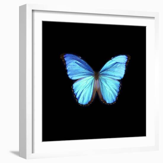 Blue Butterfly on Black-Tom Quartermaine-Framed Giclee Print