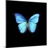 Blue Butterfly on Black-Tom Quartermaine-Mounted Giclee Print