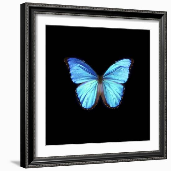 Blue Butterfly on Black-Tom Quartermaine-Framed Giclee Print