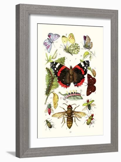 Blue Butterfly, Red Admiral, Firetail and Sun Beetle-James Sowerby-Framed Art Print