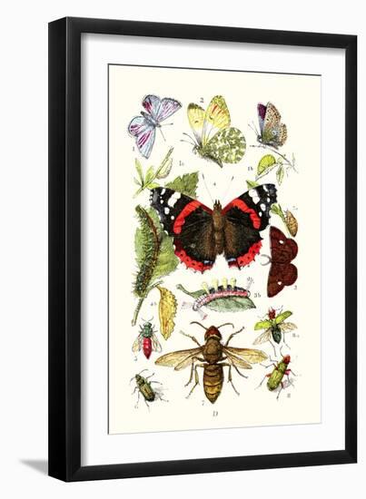 Blue Butterfly, Red Admiral, Firetail and Sun Beetle-James Sowerby-Framed Art Print