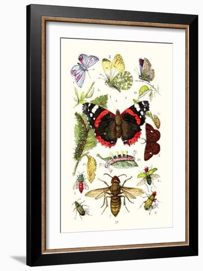 Blue Butterfly, Red Admiral, Firetail and Sun Beetle-James Sowerby-Framed Art Print