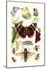 Blue Butterfly, Red Admiral, Firetail and Sun Beetle-James Sowerby-Mounted Art Print