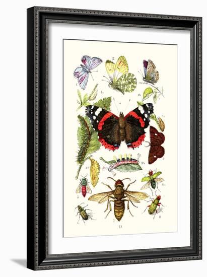 Blue Butterfly, Red Admiral, Firetail and Sun Beetle-James Sowerby-Framed Art Print