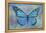 Blue Butterfly Watercolor-Cora Niele-Framed Premier Image Canvas