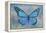 Blue Butterfly Watercolor-Cora Niele-Framed Premier Image Canvas