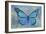 Blue Butterfly Watercolor-Cora Niele-Framed Giclee Print