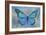 Blue Butterfly Watercolor-Cora Niele-Framed Giclee Print